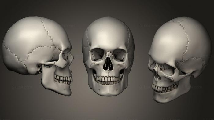 Анатомия скелеты и черепа (Мужской череп PBR, ANTM_0932) 3D модель для ЧПУ станка
